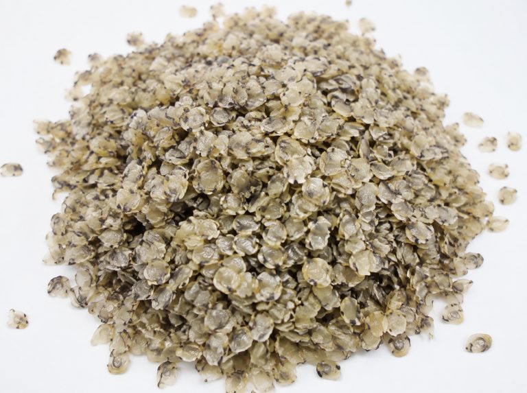 玉溪紫航三号正交杂交三倍体牡蛎苗